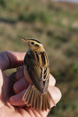 Aquatic Warbler photo 4