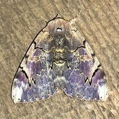 Catocala carissima