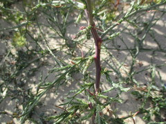 Corispermum canescens