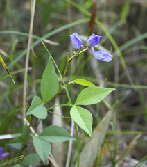 Vicia unijuga