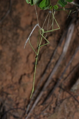 Cladoxerus cryphaleus