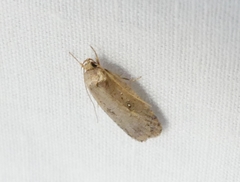 Agonopterix argillacea