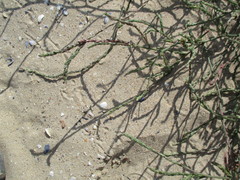 Corispermum canescens