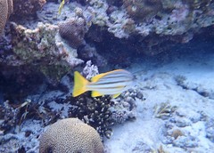 Lutjanus carponotatus