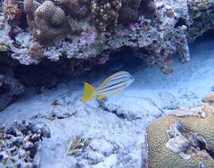 Lutjanus carponotatus