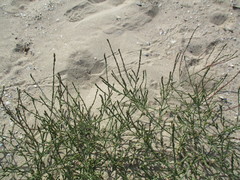 Corispermum canescens