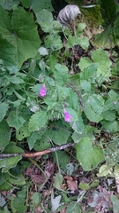 Clinopodium grandiflorum
