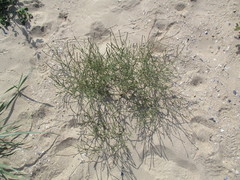 Corispermum canescens