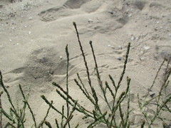 Corispermum canescens