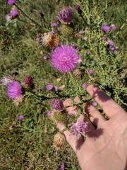 Carduus hamulosus