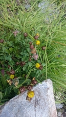 Trifolium badium