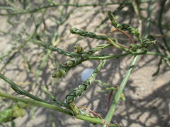 Corispermum canescens