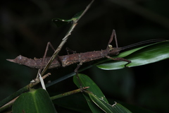 Pygirhynchus vigilans