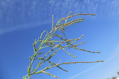 Corispermum canescens