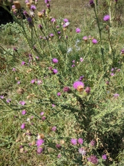 Carduus hamulosus