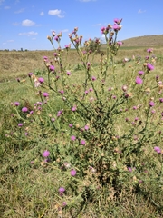 Carduus hamulosus