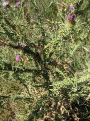 Carduus hamulosus