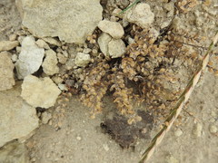 Lepidium ruderale
