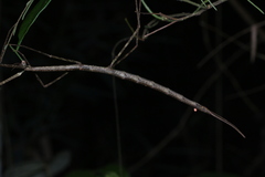 Cladoxerus cryphaleus