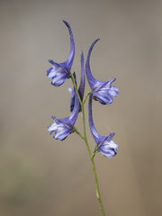 Delphinium gracile