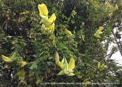 Crotalaria agatiflora