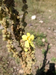 Verbascum ovalifolium
