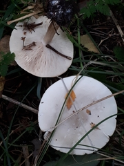 Melanoleuca strictipes