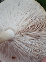 Melanoleuca strictipes