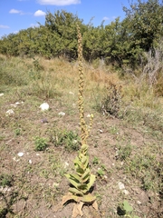 Verbascum ovalifolium