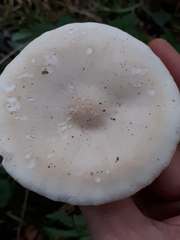 Melanoleuca strictipes