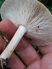 Melanoleuca strictipes