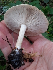 Melanoleuca strictipes