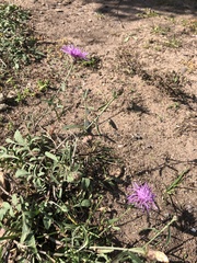 Centaurea × moncktonii