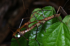 Pygirhynchus toledopizai