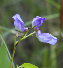 Vicia unijuga