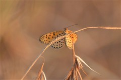 Pardopsis punctatissima