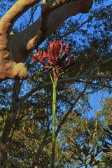 Doryanthes excelsa