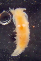 Tritonicula myrakeenae