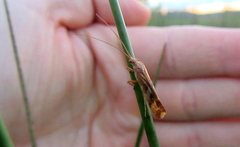 Limnephilus marmoratus