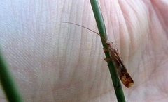 Limnephilus marmoratus