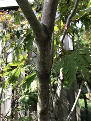 Acer japonicum
