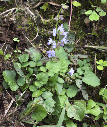 Salvia isensis iNat (3)