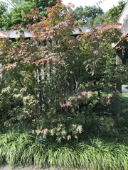 Acer japonicum