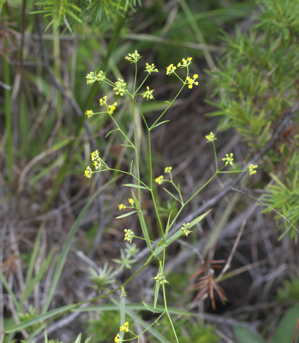 Bupleurum stenophyllum iNat (1)