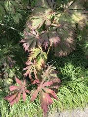 Acer japonicum
