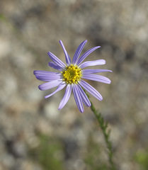 Aster hispidus leptocladus