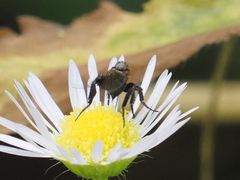 Empis pennipes