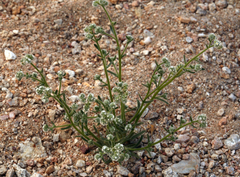 Cryptantha gracilis