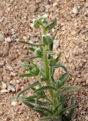 Cryptantha gracilis