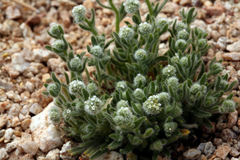 Cryptantha gracilis